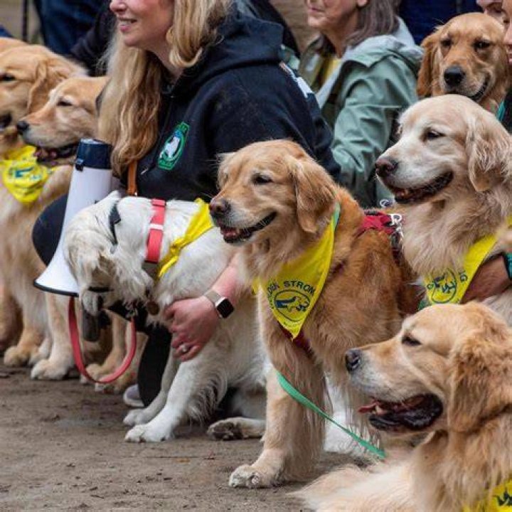 
Who were Spencer and Penny? Golden retrievers gather at Boston Marathon finish line to honor beloved dogs 